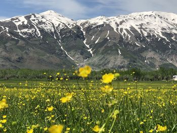 Yellow flowering plants on field against snowcapped mountains
