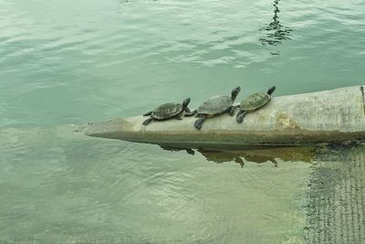 High angle view of ducks swimming on lake