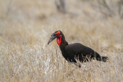 Bird in a field