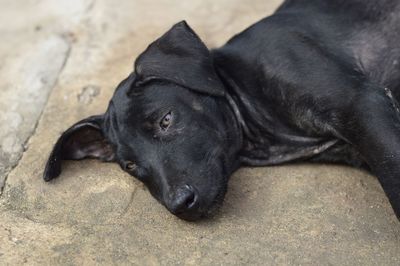 Close-up of black dog lying down