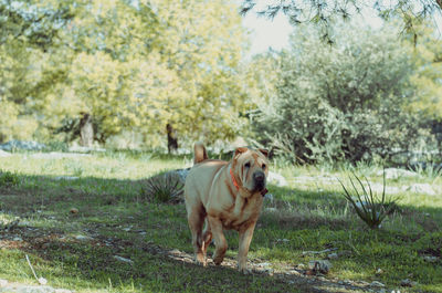 Portrait of dog on grass