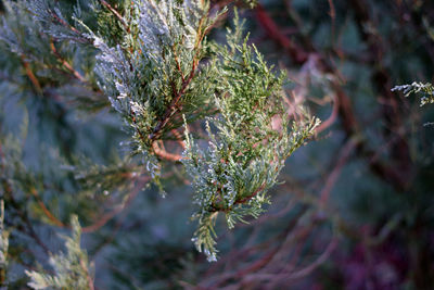 Close-up of pine tree branch during winter