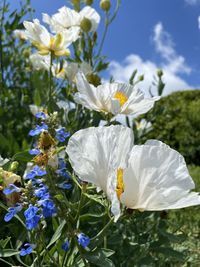 Close-up of white flowering plant