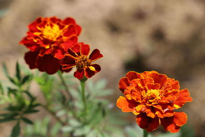 Close-up of orange marigold flower