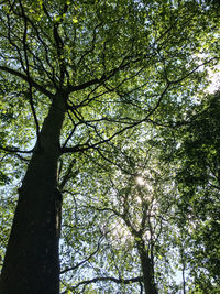Low angle view of tree in forest