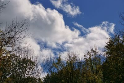 Low angle view of trees against sky