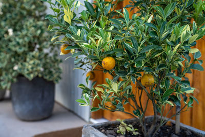 Close-up of fruits growing on potted plant