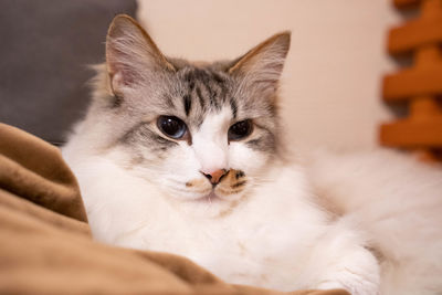 Close-up portrait of a cat
