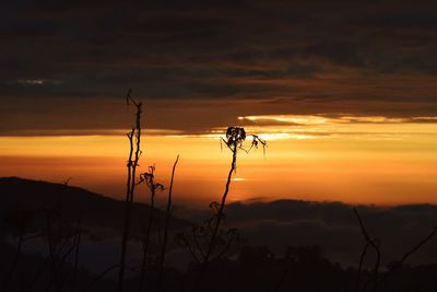 Silhouette plants on field against orange sky