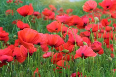 Close-up of red poppy flowers in field