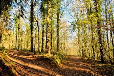 Trees in forest during autumn