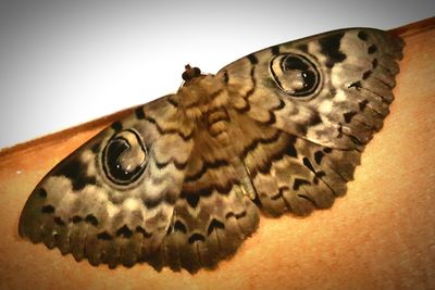 Close-up of butterfly over white background