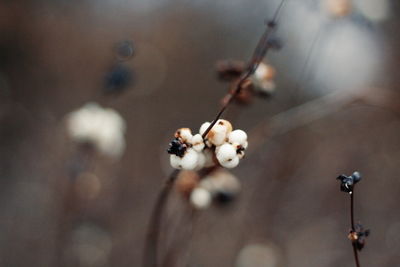 Close-up of berries on plant