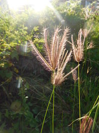 Close-up of plant on field