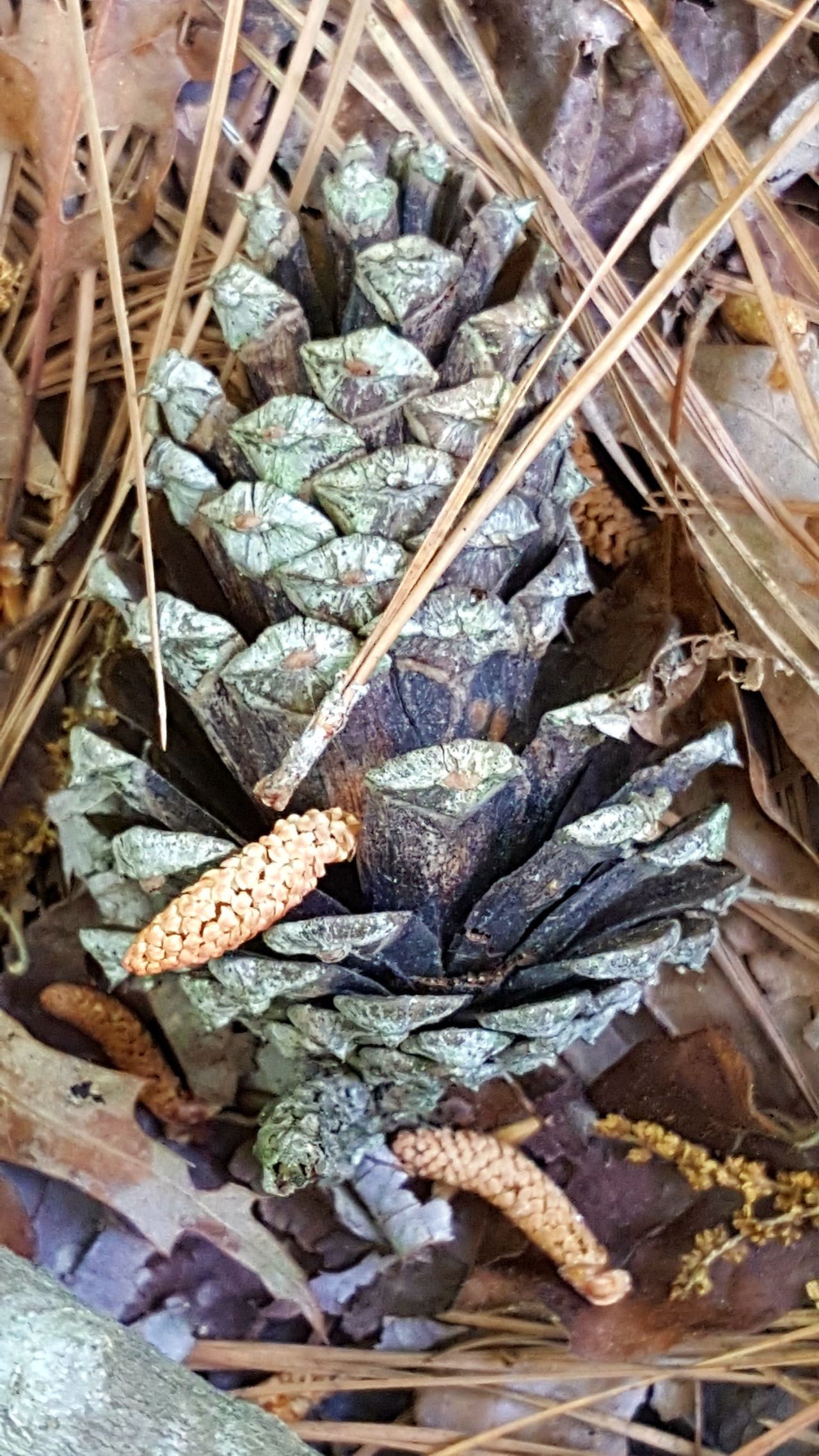 Pine cone. ..