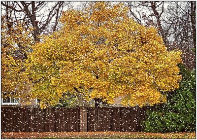 Autumnal leaves on tree trunk