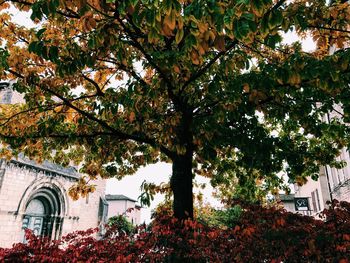 Low angle view of tree against church