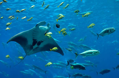 School of fish swimming in aquarium