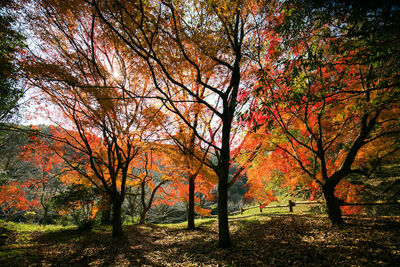 Low angle view of trees in forest during autumn