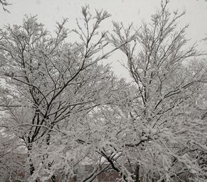 Low angle view of snow covered trees against sky