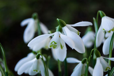 Close-up of flowers blooming outdoors