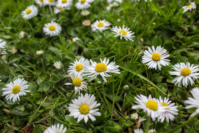 High angle view of white flowers growing on field