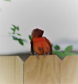 Close-up of bird perching on feeder