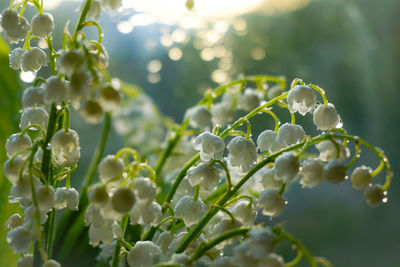 Close-up of plant