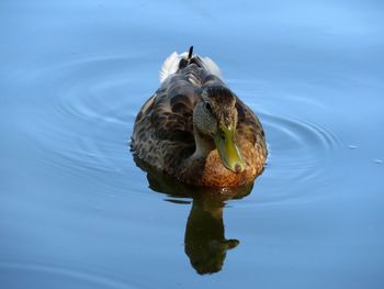 Ducks pond