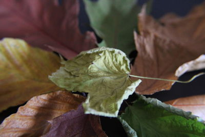 Close-up of lizard on plant during autumn