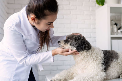 Vet examining dog. puppy at veterinarian doctor. animal clinic. pet check up and vaccination