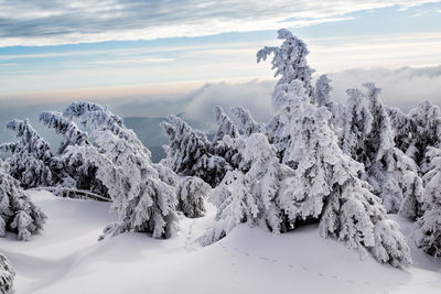 Snow covered trees against sky