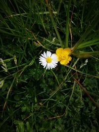 High angle view of flowering plant on field