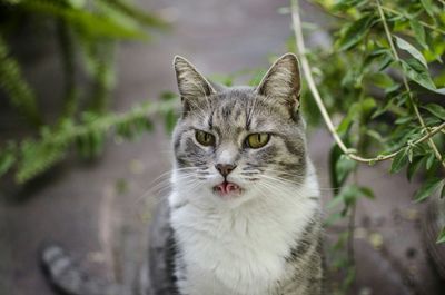 Close-up portrait of cat