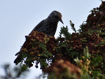 Low angle view of bird perching on tree against sky