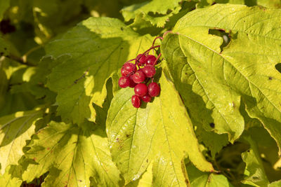 Close-up of strawberry growing on plant