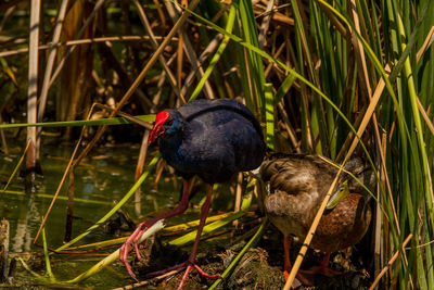 Black bird in a lake