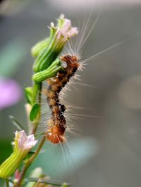 Close-up of insect on flower