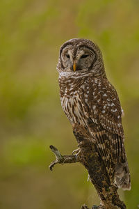 owl