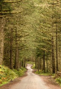 Narrow empty road in forest