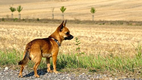 Dog standing on field