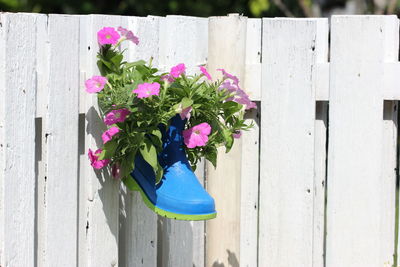 Close-up of pink flower pot on wooden fence