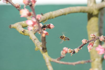 Close-up of cherry blossoms in spring