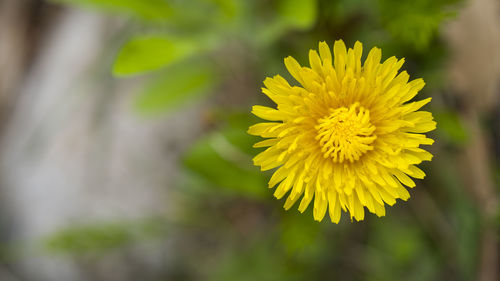 Close-up of yellow flowering plant