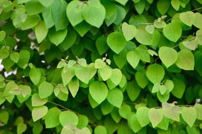 Full frame shot of leaves