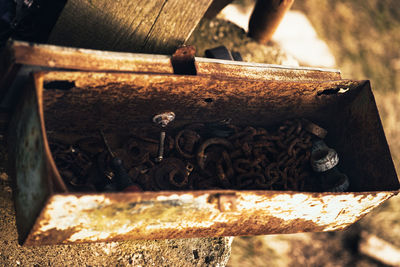 Close-up of bees on rusty metal