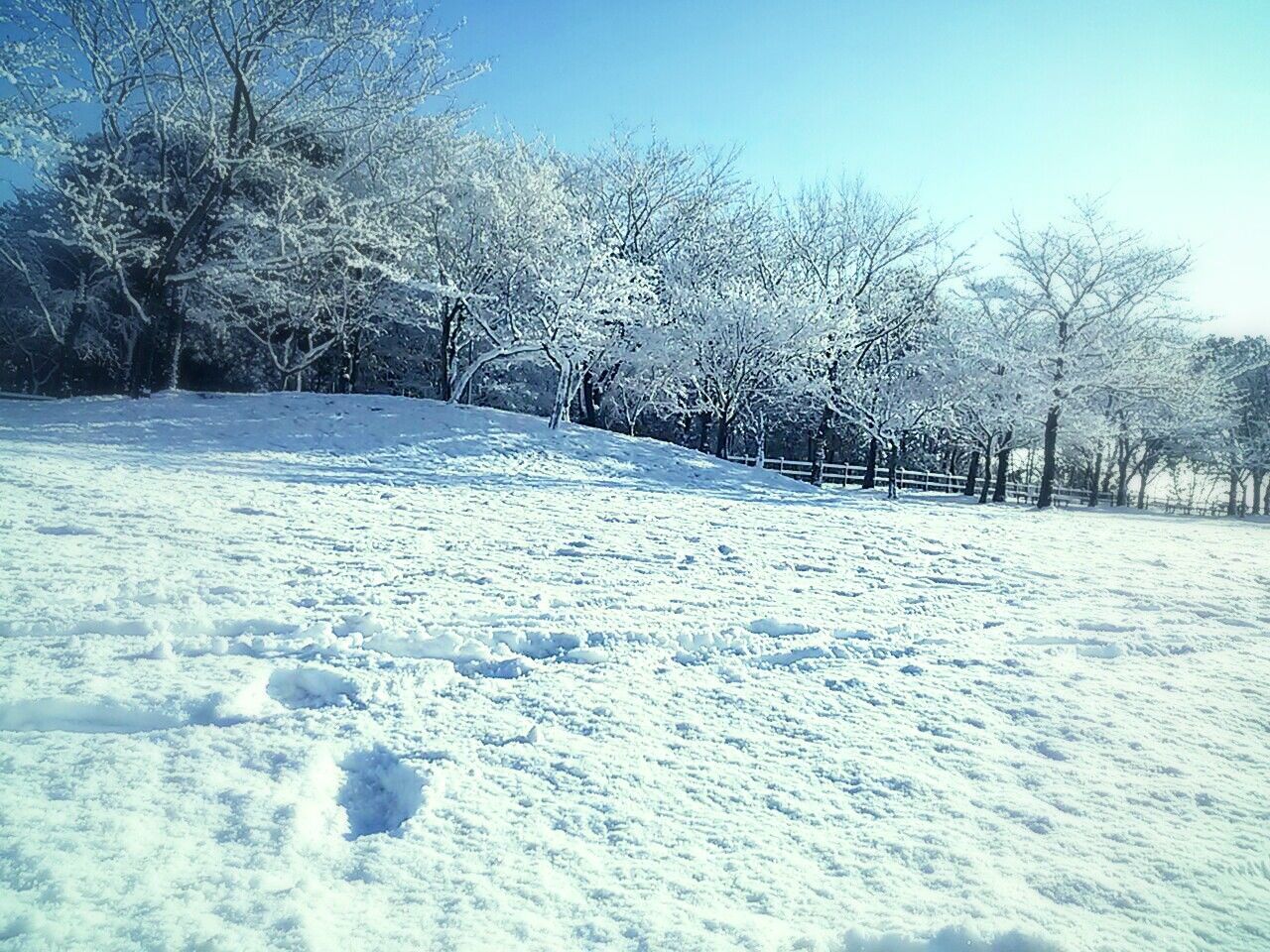 snow, winter, cold temperature, tree, season, tranquil scene, tranquility, nature, beauty in nature, white color, blue, weather, scenics, clear sky, bare tree, covering, frozen, day, landscape, outdoors