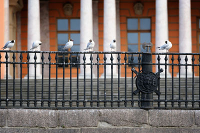 Birds perching on railing