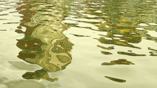 High angle view of turtle in water