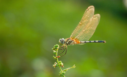 Close-up of dragonfly on leaf